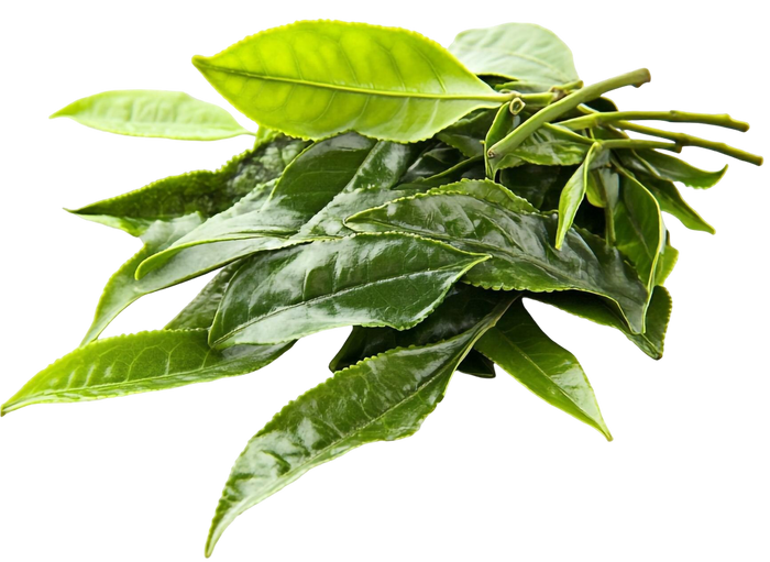 L-Theanine